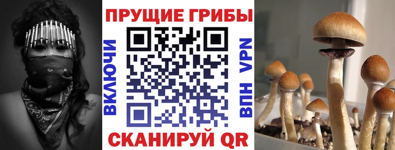 Псилоцибиновые грибы мицелий  Курчатов 